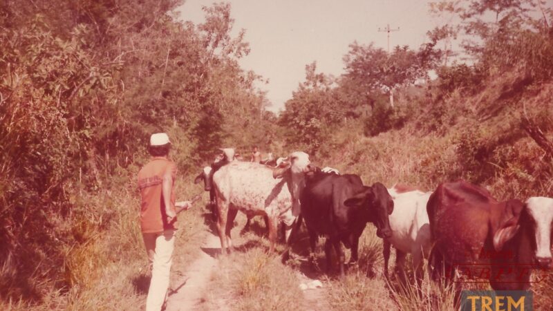 Gado entre os km 9 e 10 da Estrada de Ferro Mauá (1987)